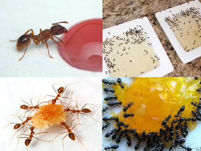 Борьба с муравьями в домашних условиях